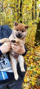 Сиба ину щенок мальчик  Город Москва IMG_20251012_031026_099.jpg