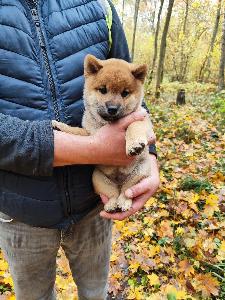 Сиба ину щенок мальчик  Город Москва IMG_20251012_031102_369.jpg