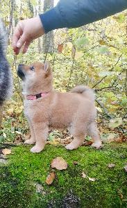 Сиба ину щенок мальчик  Город Москва IMG_20251012_031644_129.jpg